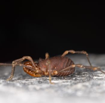 Media type: image;   Invertebrate Zoology 168077 Description: Digital photograph of specimen in life.;